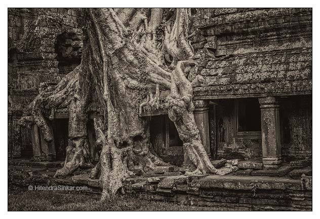 Roots In Ruins